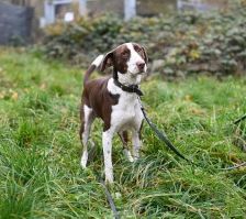 Bobbi – Jagdhund-Mix, Männchen, 3 Jahre 8 Monate, 70195 Stuttgart-Botnang – Foto 8