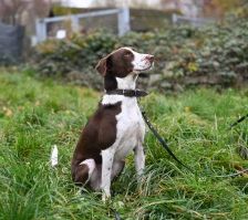 Bobbi – Jagdhund-Mix, Männchen, 3 Jahre 8 Monate, 70195 Stuttgart-Botnang – Foto 9
