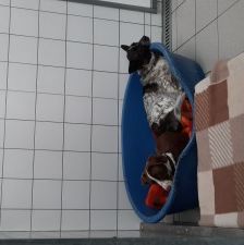 Bobbi – Jagdhund-Mix, Männchen, 3 Jahre 8 Monate, 70195 Stuttgart-Botnang – Foto 10