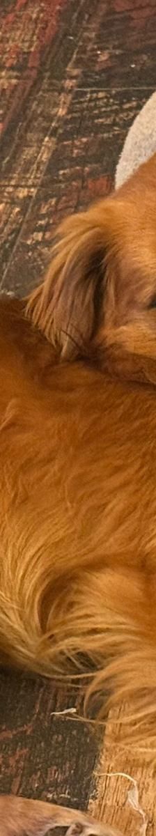 Chewie – mischling, Männchen, 1 Jahr 6 Monate, Rumänien – Foto 1