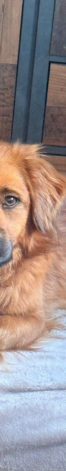 Chewie – mischling, Männchen, 1 Jahr 6 Monate, Rumänien – Foto 2