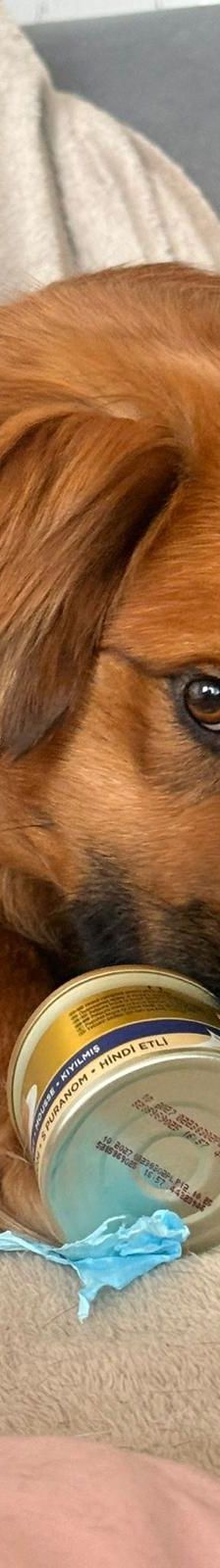 Chewie – mischling, Männchen, 1 Jahr 6 Monate, Rumänien – Foto 3