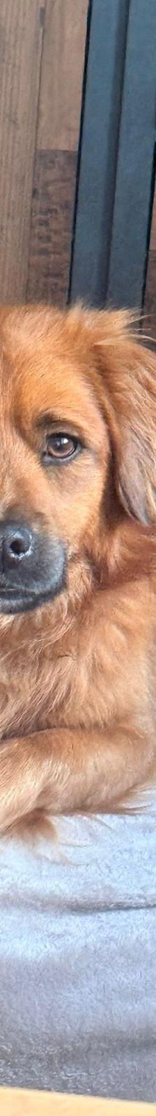 Chewie – mischling, Männchen, 1 Jahr 6 Monate, Rumänien – Foto 4