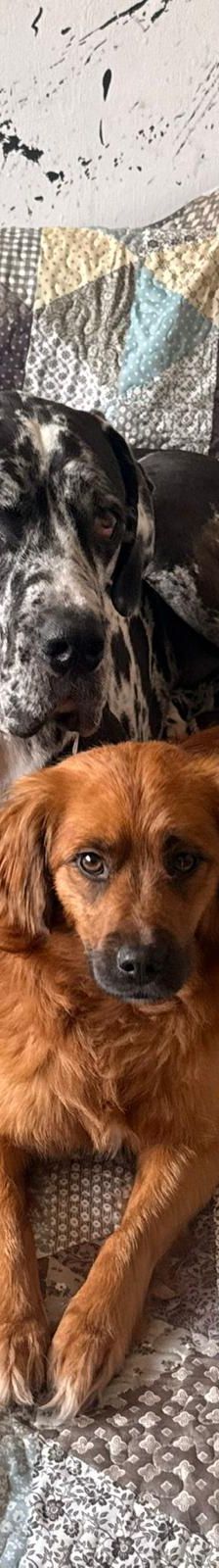 Chewie – mischling, Männchen, 1 Jahr 6 Monate, Rumänien – Foto 5