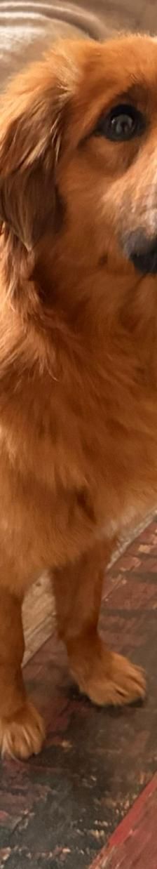 Chewie – mischling, Männchen, 1 Jahr 6 Monate, Rumänien – Foto 7