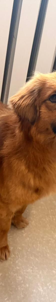 Chewie – mischling, Männchen, 1 Jahr 6 Monate, Rumänien – Foto 9