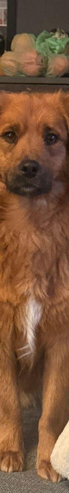 Chewie – mischling, Männchen, 1 Jahr 6 Monate, Rumänien – Foto 12