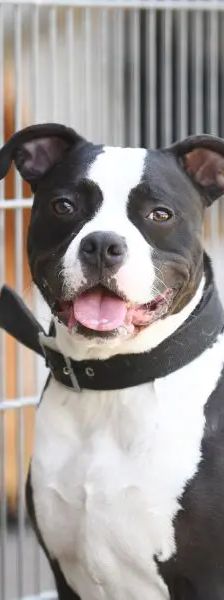 Mads – Staffordshire-Bulldog-Mix, Männchen, 5 Jahre, 13057 Berlin – Foto 1