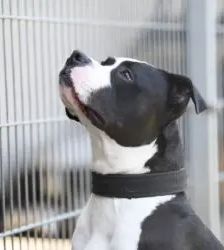 Mads – Staffordshire-Bulldog-Mix, Männchen, 5 Jahre, 13057 Berlin – Foto 2
