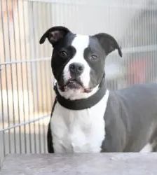 Mads – Staffordshire-Bulldog-Mix, Männchen, 5 Jahre, 13057 Berlin – Foto 3