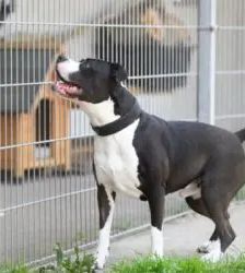 Mads – Staffordshire-Bulldog-Mix, Männchen, 5 Jahre, 13057 Berlin – Foto 4
