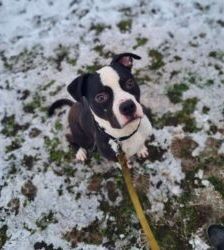 Mads – Staffordshire-Bulldog-Mix, Männchen, 5 Jahre, 13057 Berlin – Foto 5