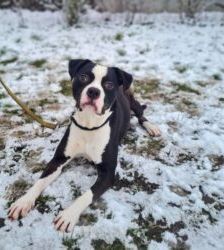 Mads – Staffordshire-Bulldog-Mix, Männchen, 5 Jahre, 13057 Berlin – Foto 6