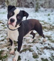 Mads – Staffordshire-Bulldog-Mix, Männchen, 5 Jahre, 13057 Berlin – Foto 7