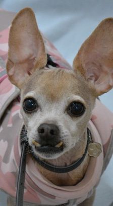 Hutch – Prager Rattler-Chihuahua-Mix, Männchen, 7 Jahre 10 Monate, 70195 Stuttgart-Botnang – Foto 1