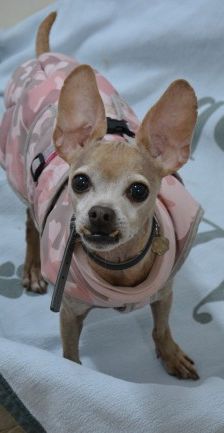 Hutch – Prager Rattler-Chihuahua-Mix, Männchen, 7 Jahre 10 Monate, 70195 Stuttgart-Botnang – Foto 2