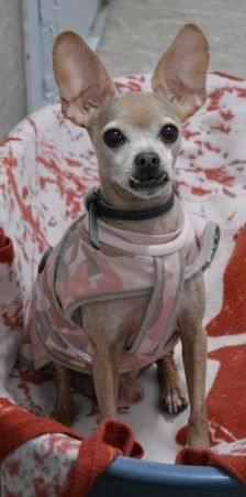Hutch – Prager Rattler-Chihuahua-Mix, Männchen, 7 Jahre 10 Monate, 70195 Stuttgart-Botnang – Foto 3