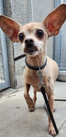 Hutch – Prager Rattler-Chihuahua-Mix, Männchen, 7 Jahre 10 Monate, 70195 Stuttgart-Botnang – Foto 4