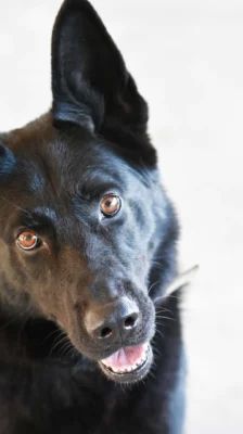 Simba – Deutscher Schäferhund, Männchen, 1 Jahr 2 Monate, 13057 Berlin – Foto 1