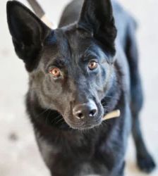 Simba – Deutscher Schäferhund, Männchen, 1 Jahr 2 Monate, 13057 Berlin – Foto 2