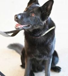 Simba – Deutscher Schäferhund, Männchen, 1 Jahr 2 Monate, 13057 Berlin – Foto 3