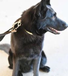 Simba – Deutscher Schäferhund, Männchen, 1 Jahr 2 Monate, 13057 Berlin – Foto 4
