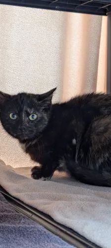 Belle – EKH, Weibchen, 1 Jahr, 26389 Wilhelmshaven – Foto 1