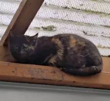 Belle – EKH, Weibchen, 1 Jahr, 26389 Wilhelmshaven – Foto 2