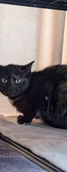 Belle – EKH, Weibchen, 1 Jahr, 26389 Wilhelmshaven – Foto 4
