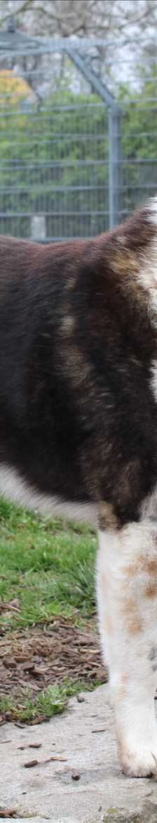 SAMMY – Karakatschan, Mix, Männchen, 3 Jahre 7 Monate, 81829 München – Foto 1