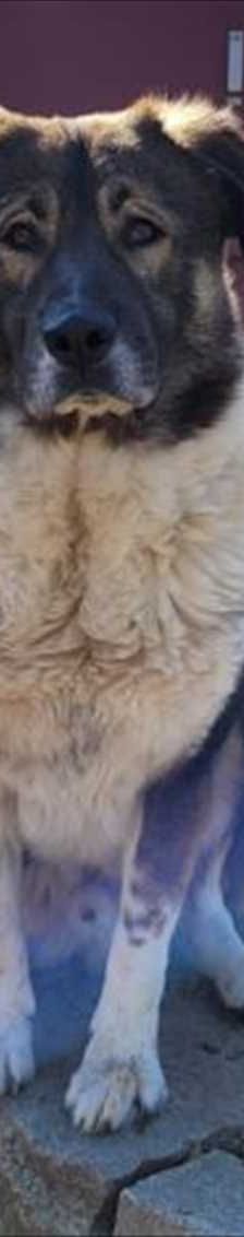 SAMMY – Karakatschan, Mix, Männchen, 3 Jahre 7 Monate, 81829 München – Foto 2