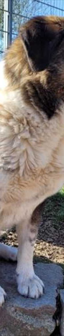 SAMMY – Karakatschan, Mix, Männchen, 3 Jahre 7 Monate, 81829 München – Foto 3