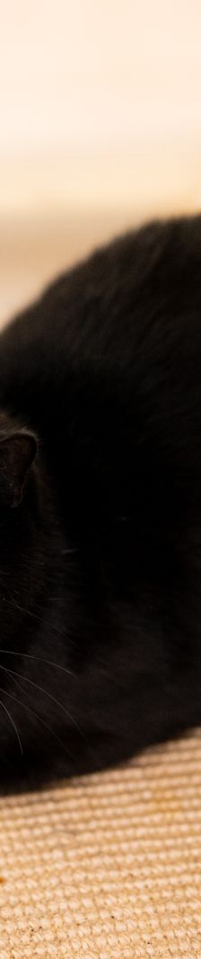 Frederik – EKH, Männchen, 1 Jahr 3 Monate, 97816 Lohr – Foto 4
