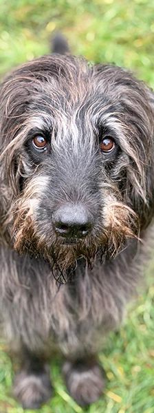 Woody – Riesenschnauzer-Mix, Männchen, 11 Jahre, 13057 Berlin – Foto 1