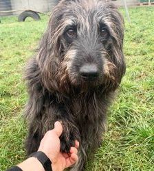 Woody – Riesenschnauzer-Mix, Männchen, 11 Jahre, 13057 Berlin – Foto 2