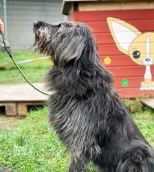 Woody – Riesenschnauzer-Mix, Männchen, 11 Jahre, 13057 Berlin – Foto 3