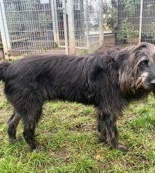 Woody – Riesenschnauzer-Mix, Männchen, 11 Jahre, 13057 Berlin – Foto 4