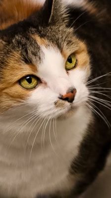 Natti – Katze, Weibchen, 9 Jahre, 39576 Stendal – Foto 1