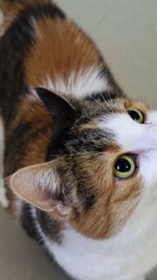 Natti – Katze, Weibchen, 9 Jahre, 39576 Stendal – Foto 2