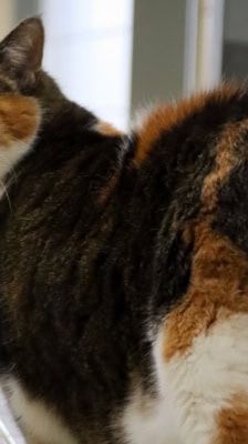 Natti – Katze, Weibchen, 9 Jahre, 39576 Stendal – Foto 3