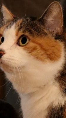 Natti – Katze, Weibchen, 9 Jahre, 39576 Stendal – Foto 4