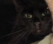 Natti – Katze, Weibchen, 9 Jahre, 39576 Stendal – Foto 5