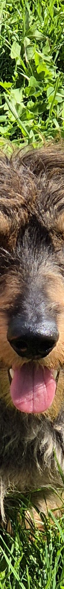 Max – Rauhaardackel, Männchen, 5 Jahre, 50969 Köln-Zollstock – Foto 2
