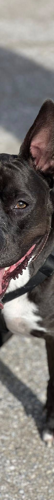 Rio – American Staffordshire Terrier-Mix, Männchen, 2 Jahre, Nordic Strays e.V. – Foto 1