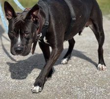 Rio – American Staffordshire Terrier-Mix, Männchen, 2 Jahre, Nordic Strays e.V. – Foto 3