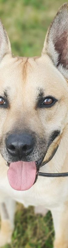 Snacks – Malinois-Mix, Männchen, 8 Jahre 3 Monate, 13057 Berlin – Foto 1