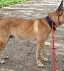 Snacks – Malinois-Mix, Männchen, 8 Jahre 3 Monate, 13057 Berlin – Foto 2