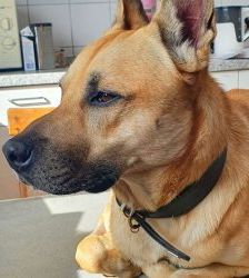 Snacks – Malinois-Mix, Männchen, 8 Jahre 3 Monate, 13057 Berlin – Foto 3