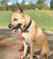 Snacks – Malinois-Mix, Männchen, 8 Jahre 3 Monate, 13057 Berlin – Foto 4