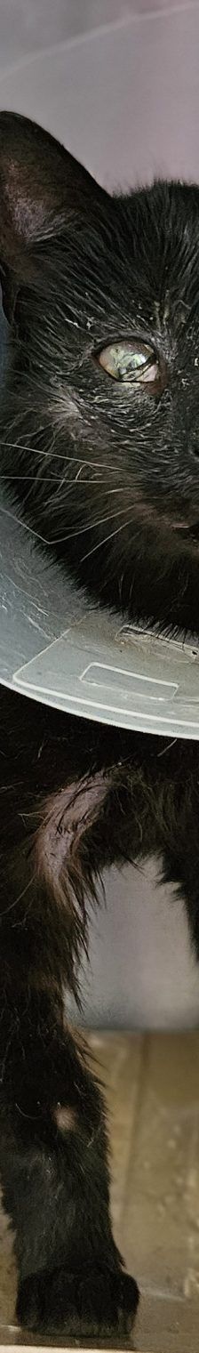 Zoomer – Europäisch Kurzhaar, Weibchen, Alter unbekannt, 97525 Schwebheim – Foto 1
